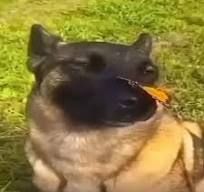 Аватар клана