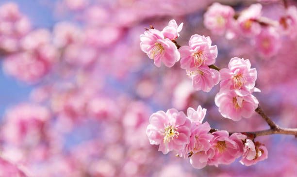 Аватар клана Sakura
