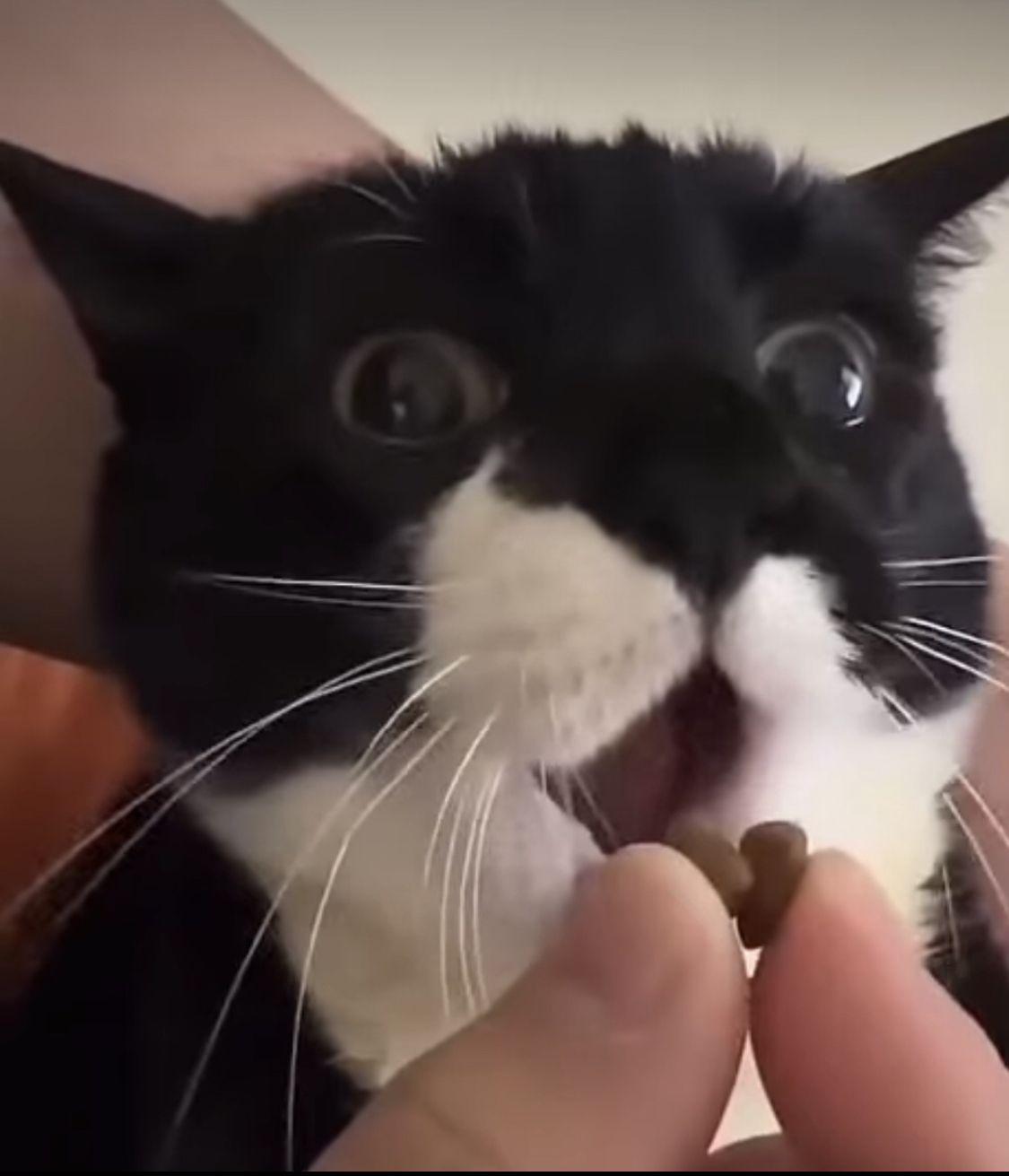 Аватар клана