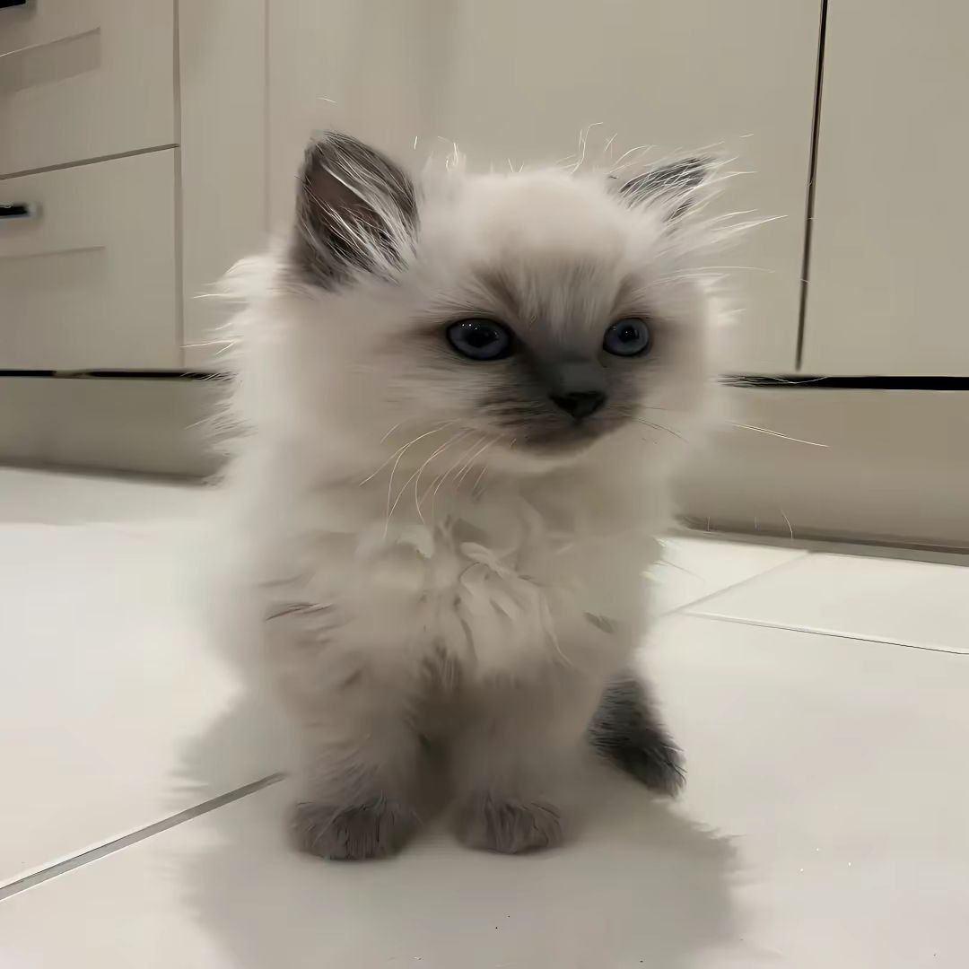 Аватар клана
