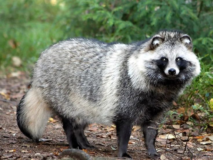 Аватар клана