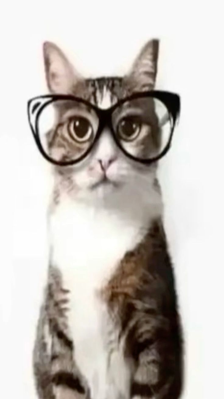 Аватар клана