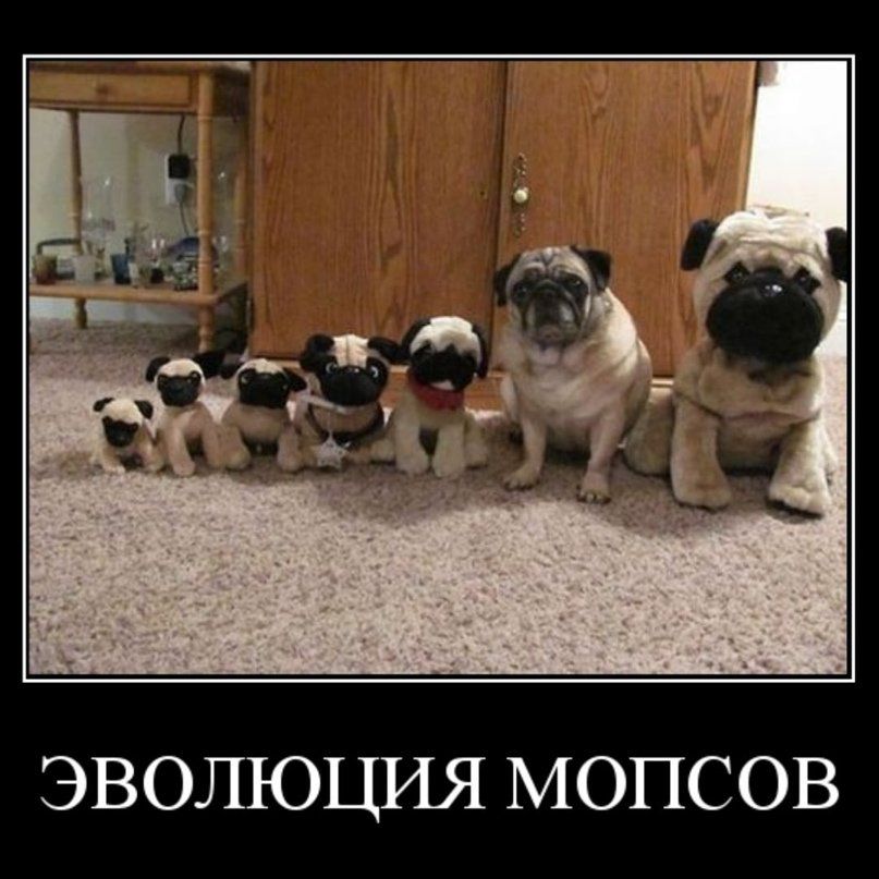 Аватар клана