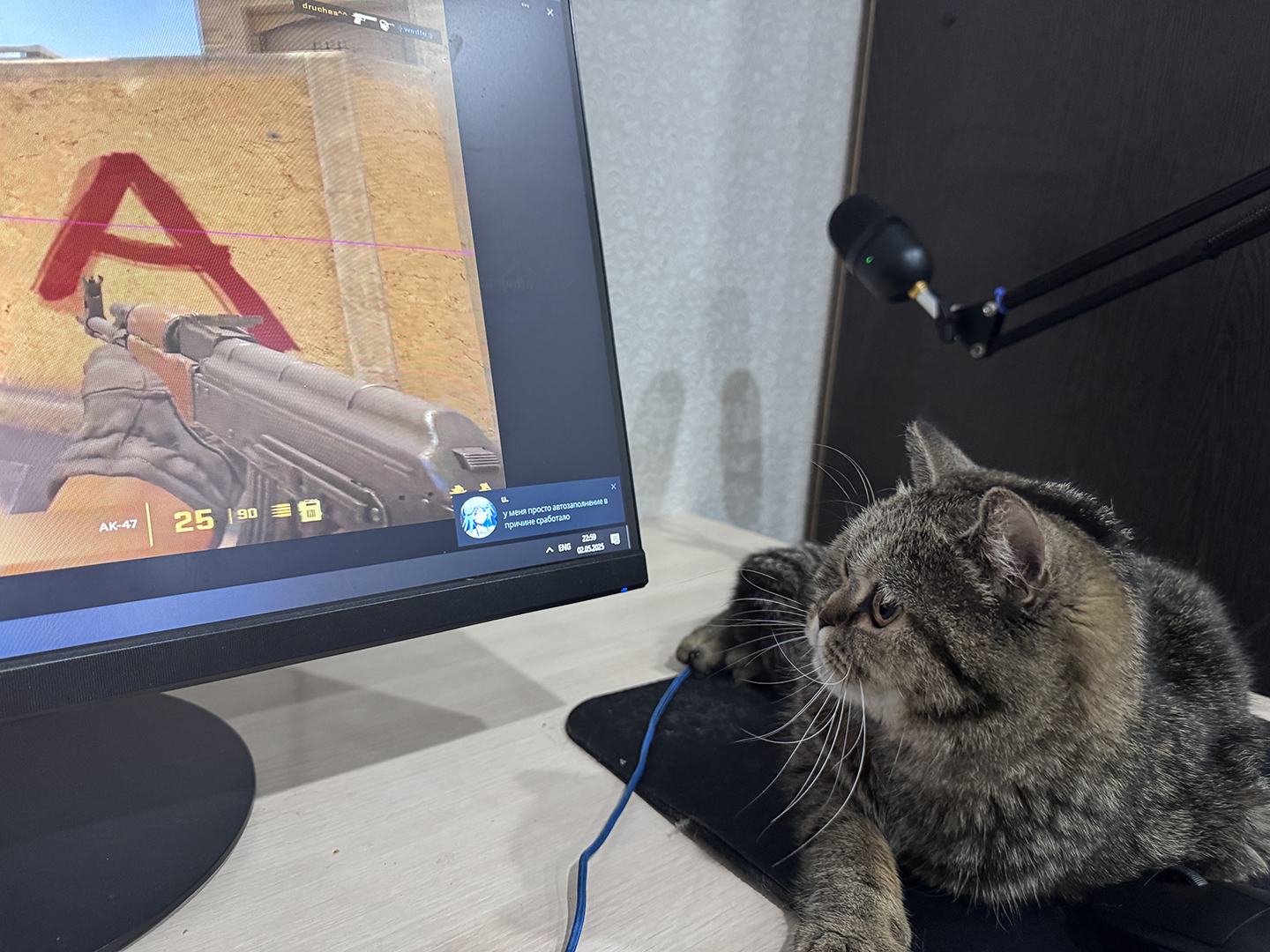 cat_proj_min.jpg